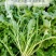 天然野生荠荠菜种子农户农家庭院阳台均可种植蔬菜种子