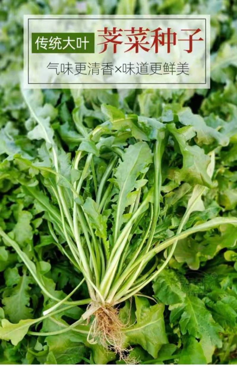 天然野生荠荠菜种子农户农家庭院阳台均可种植蔬菜种子