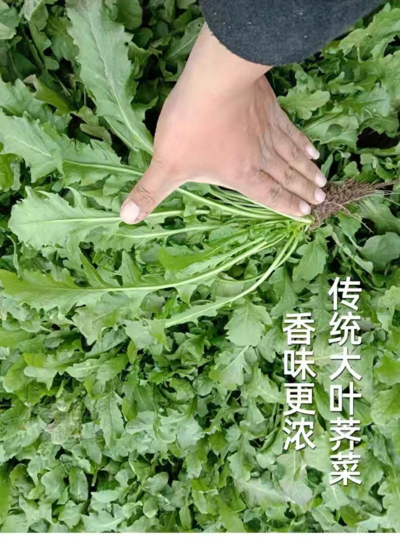 天然野生荠荠菜种子农户农家庭院阳台均可种植蔬菜种子