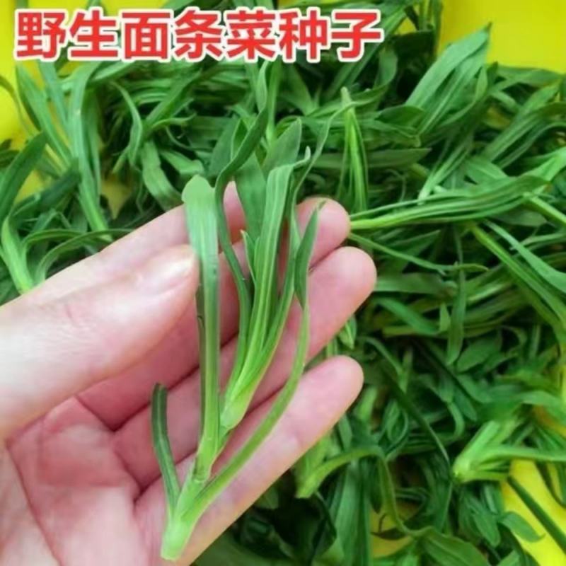 野生面条菜种子农户农家小院阳台均可种植蔬菜种子