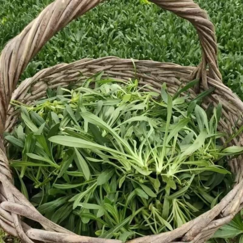 野生面条菜种子农户农家小院阳台均可种植蔬菜种子