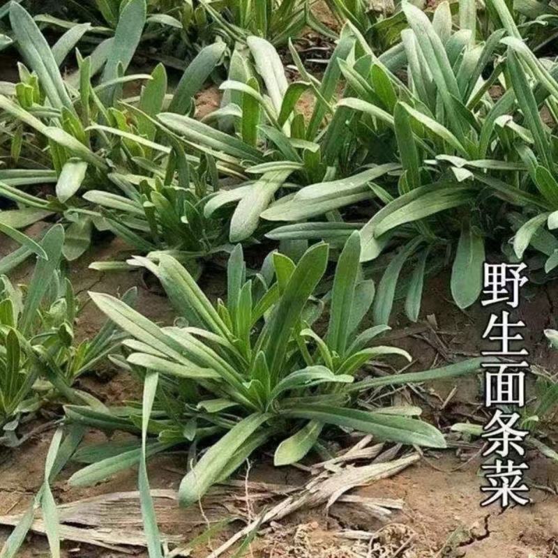野生面条菜种子农户农家小院阳台均可种植蔬菜种子