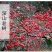 产地掉价了秦岭高山野生山萸肉去籽烘干货，色红肉厚原汁原味
