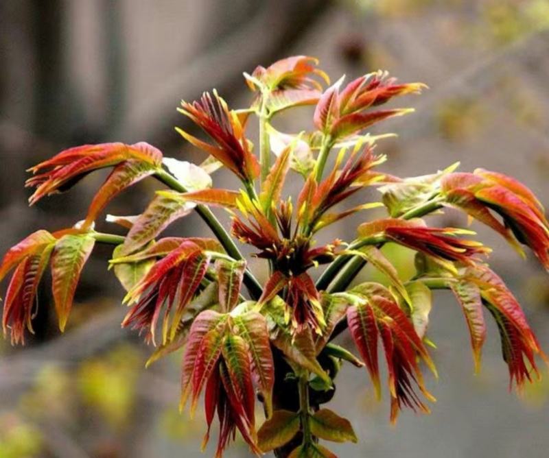 陕西红油香椿种子农户种植户农家庭院