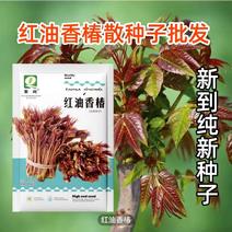 陕西红油香椿种子香菜种子农户种植户农家庭院