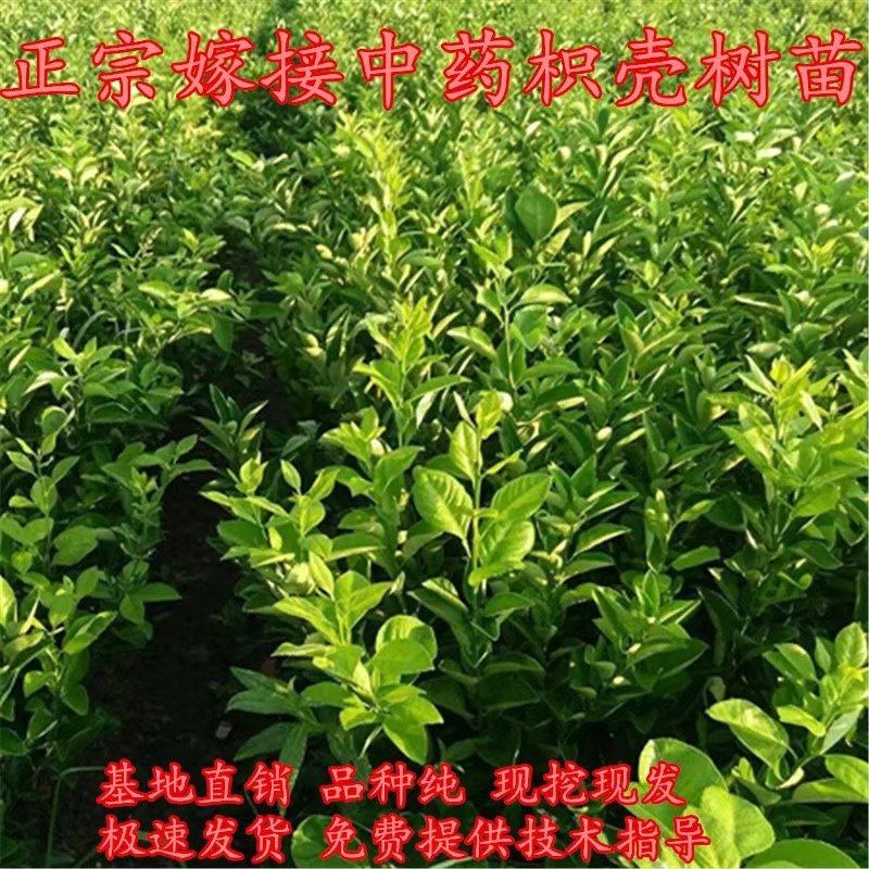 嫁接药枳壳苗良种嫁接成活枳壳树苗中药枳壳苗药柑药用枳壳