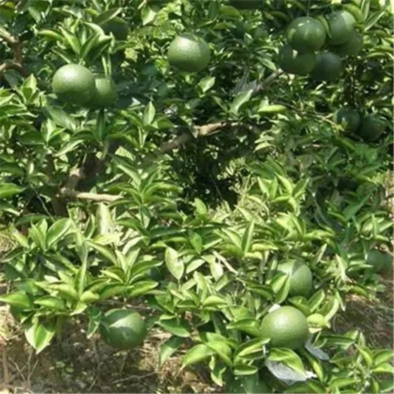 嫁接药枳壳苗良种嫁接成活枳壳树苗中药枳壳苗药柑药用枳壳