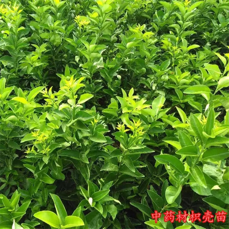 嫁接药枳壳苗良种嫁接成活枳壳树苗中药枳壳苗药柑药用枳壳