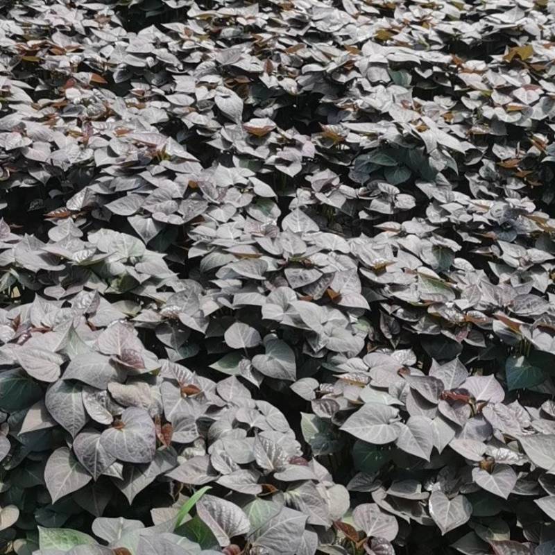 慧谷公司脱毒原种红薯苗红薯大量上市