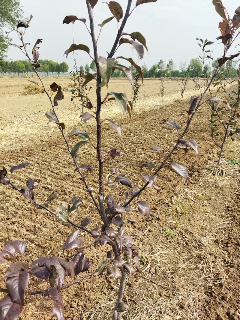 全红梨奥红一号定植四年小树330颗因家庭原因一次性处理