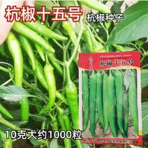 杭椒十五号杭椒种子中早熟耐热耐寒抗病高产农家庭院蔬菜种子
