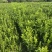嫁接药枳壳苗良种嫁接成活枳壳树苗中药枳壳苗药柑药用枳壳