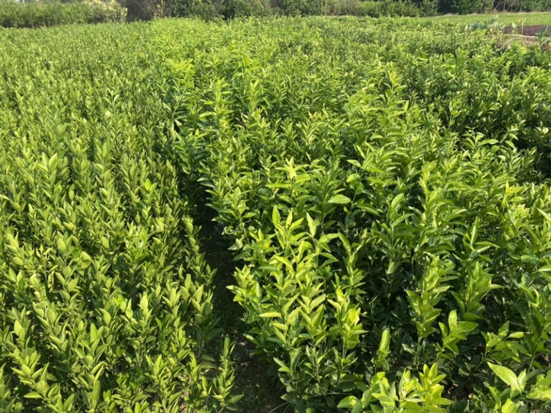 嫁接药枳壳苗良种嫁接成活枳壳树苗中药枳壳苗药柑药用枳壳