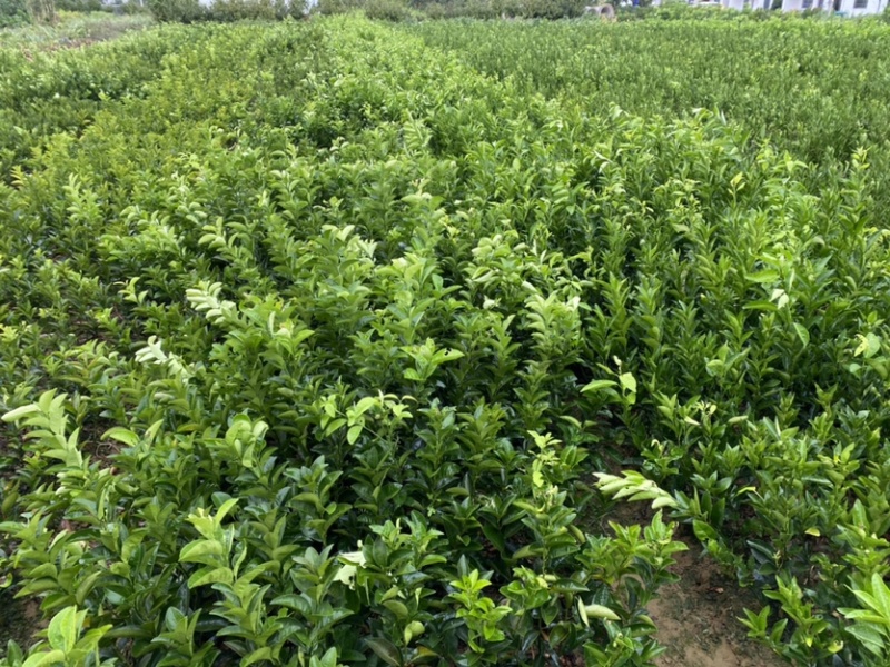 嫁接药枳壳苗良种嫁接成活枳壳树苗中药枳壳苗药柑药用枳壳