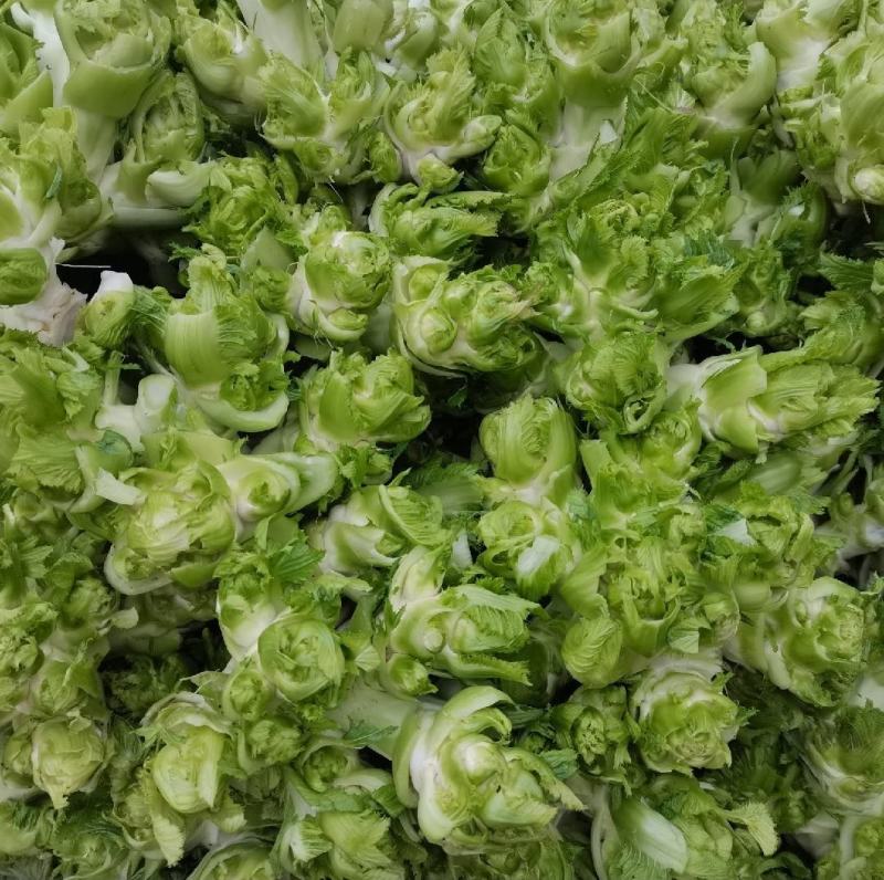 精品儿菜，娃娃菜，京丰扁包菜，西蓝花电商货市场货品质保证