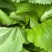 精品儿菜，娃娃菜，京丰扁包菜，西蓝花电商货市场货品质保证