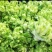 精品儿菜，娃娃菜，京丰扁包菜，西蓝花电商货市场货品质保证