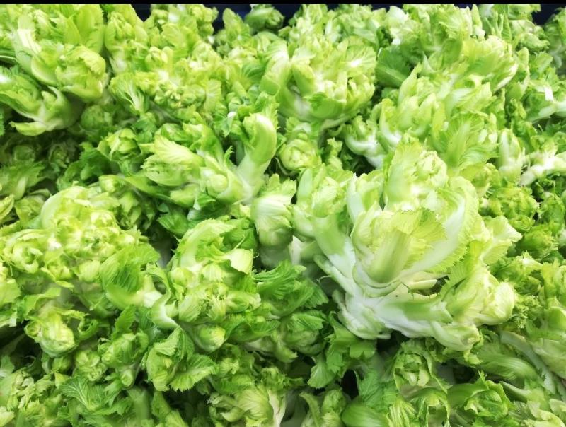 精品儿菜，娃娃菜，京丰扁包菜，西蓝花电商货市场货品质保证