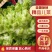 精品儿菜，娃娃菜，京丰扁包菜，西蓝花电商货市场货品质保证