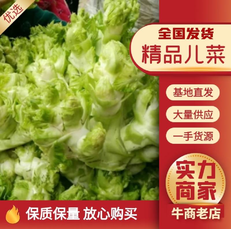 精品儿菜，娃娃菜，京丰扁包菜，西蓝花电商货市场货品质保证