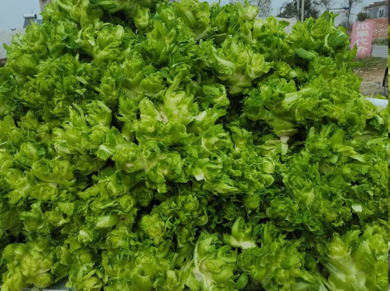 精品儿菜，娃娃菜，京丰扁包菜，西蓝花电商货市场货品质保证