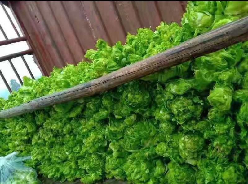 精品儿菜，娃娃菜，京丰扁包菜，西蓝花电商货市场货品质保证