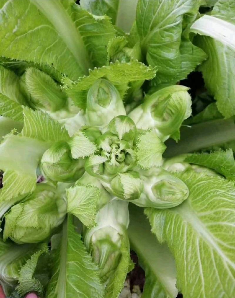 精品儿菜，娃娃菜，京丰扁包菜，西蓝花电商货市场货品质保证
