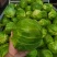 包菜甘蓝市场货电商货包菜圆包菜多多买菜美团