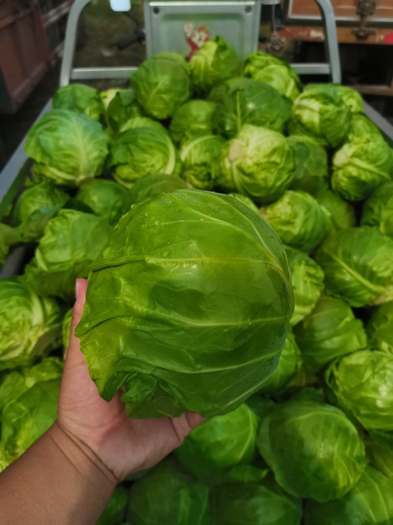 包菜甘蓝市场货电商货包菜圆包菜多多买菜美团
