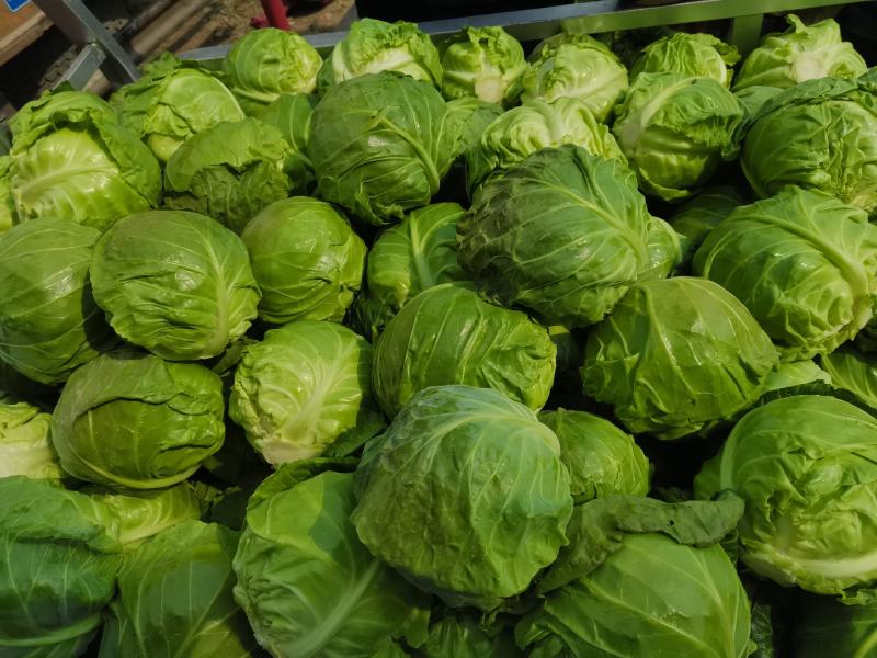 包菜甘蓝市场货电商货包菜圆包菜多多买菜美团