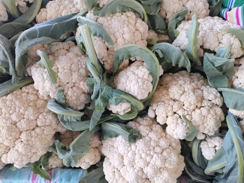 菜花花菜散花白面青梗市场货电商货多多买菜美团