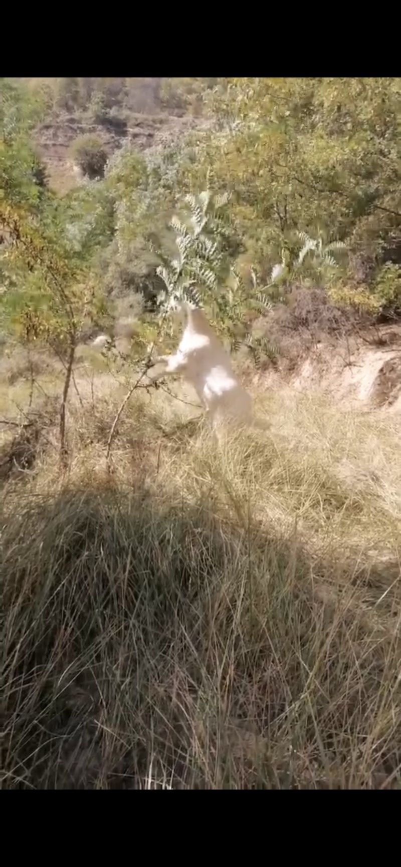 活羊陕北跑山大羯绒山羊