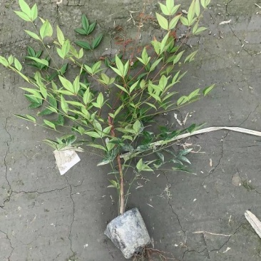 南天竹红叶苗圃基地批发南天竹报价成都南天竹量大南天竹