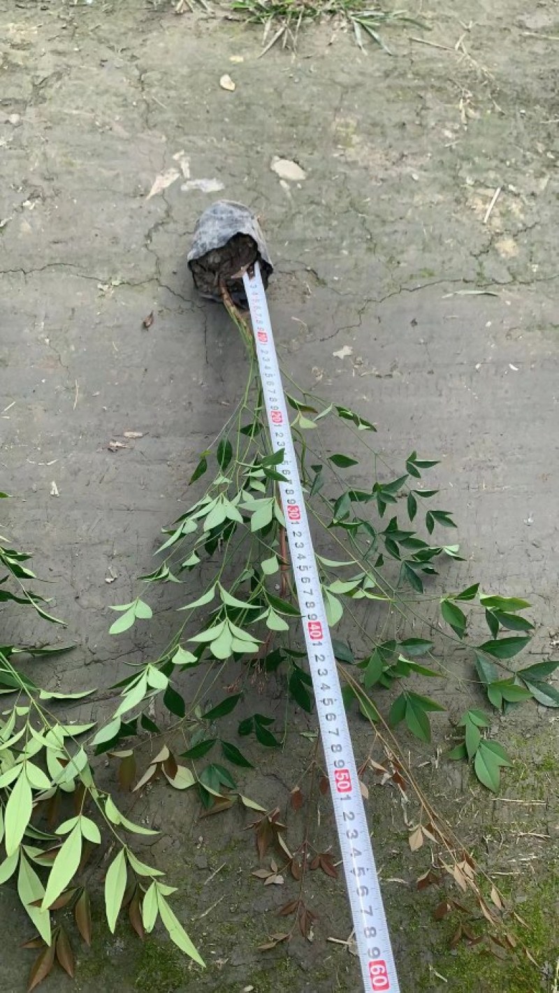 南天竹红叶苗圃基地批发南天竹报价成都南天竹量大南天竹