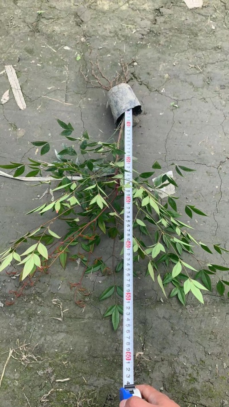 南天竹红叶苗圃基地批发南天竹报价成都南天竹量大南天竹
