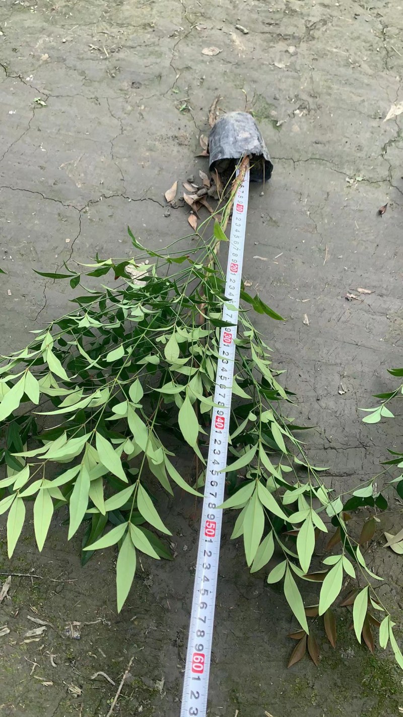 南天竹红叶苗圃基地批发南天竹报价成都南天竹量大南天竹
