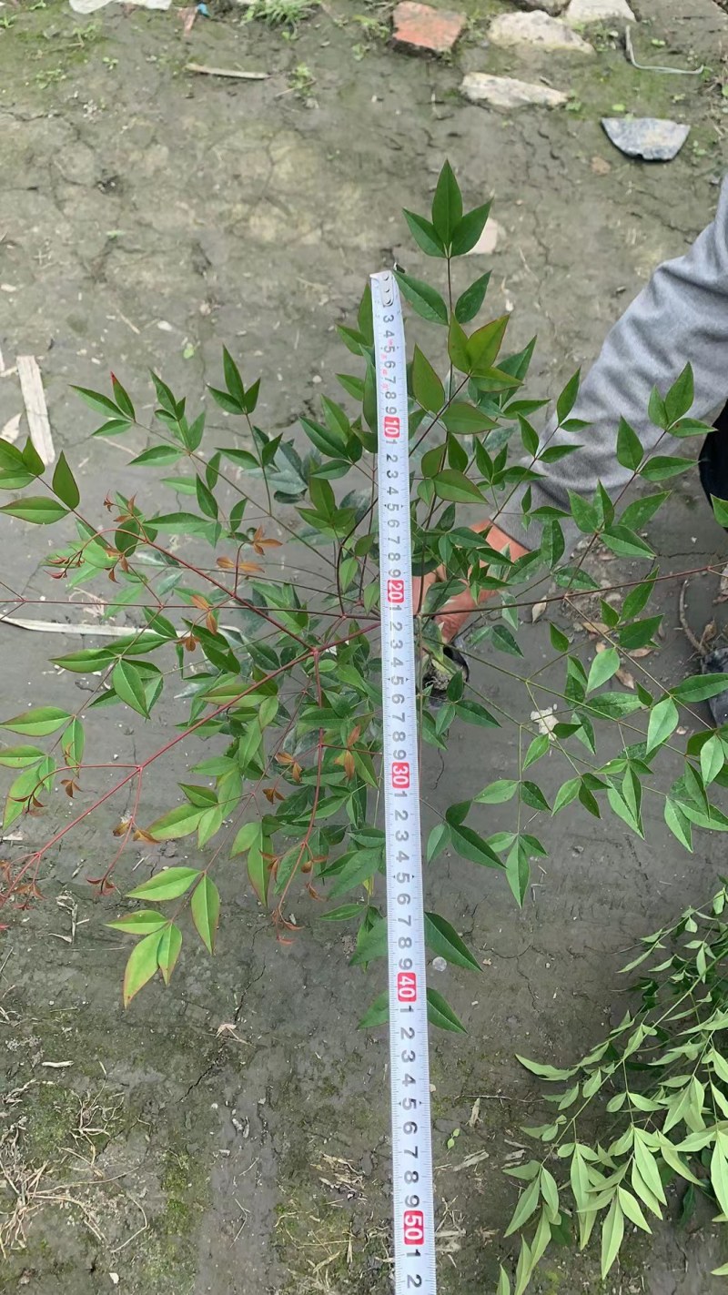 南天竹红叶苗圃基地批发南天竹报价成都南天竹量大南天竹