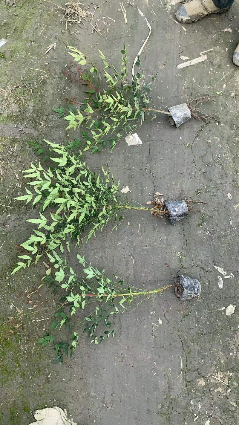 南天竹红叶苗圃基地批发南天竹报价成都南天竹量大南天竹