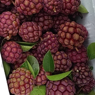 黑老虎果，需要的老板联系我。