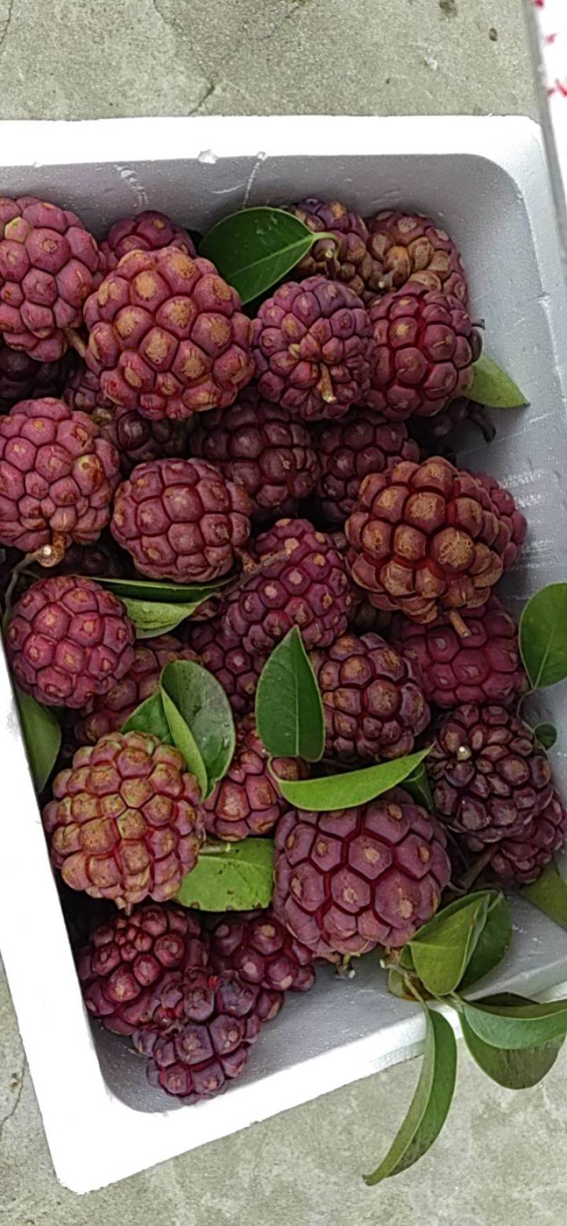 黑老虎果，需要的老板联系我。