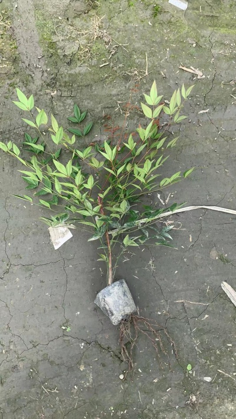 南天竹红叶苗圃基地批发南天竹报价成都南天竹量大南天竹