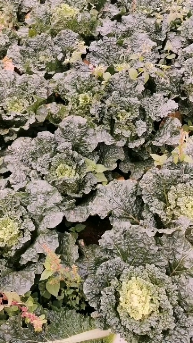 青麻叶—秋绿60第三季大量上市。