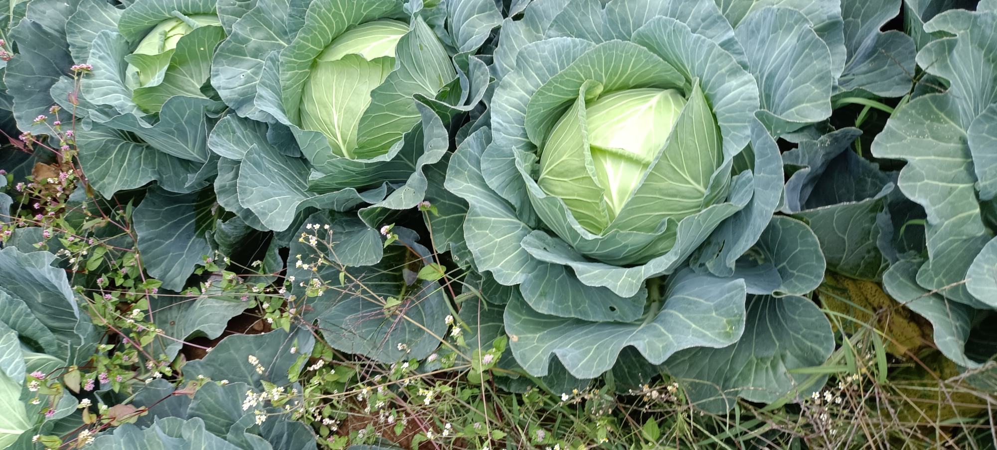 圆包菜正在清水中浸泡清洗,去除农药残留 圆包菜清洗过程
