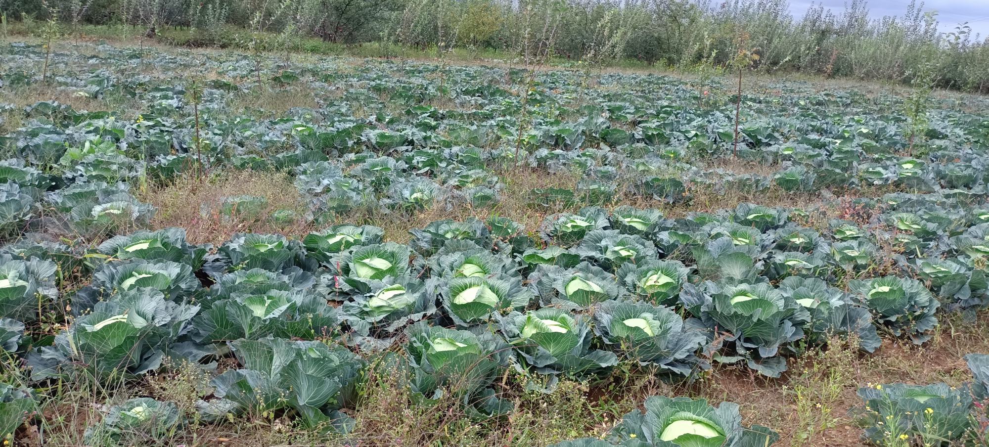 展示一颗完整的圆包菜以及其内部采集出的包菜子,背景为农田环境 圆包菜与包菜子