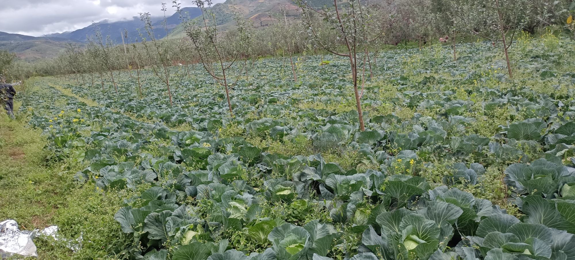 高山生菜种植基地实景图