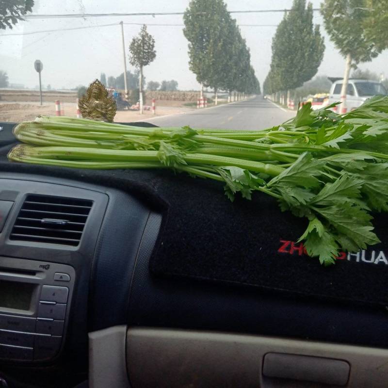 河南省内黄县王保昌果蔬商行大量供应芹菜