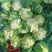 河南省内黄县王保昌果蔬高行大量供应实花菜每天五万斤