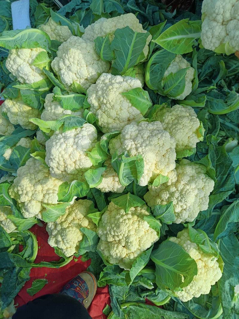 河南省内黄县王保昌果蔬高行大量供应实花菜每天五万斤