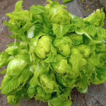 儿菜，产地直供，货源充足，产地供货，一手货源，可视频看货