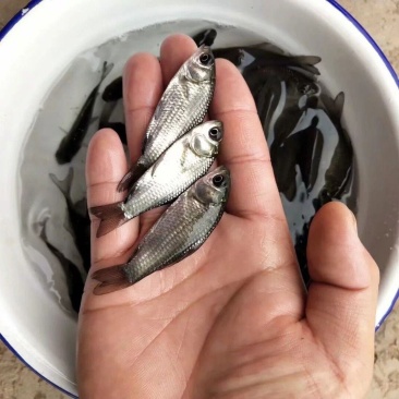 优质中科五号鲫鱼苗高背鲫鱼苗大板鲫鱼苗工程鲫鱼苗